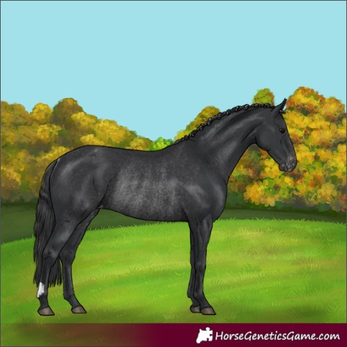 Horse Color:Black Varnish Rabicano