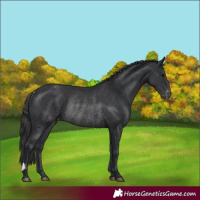 Horse Color:Black Appaloosa Rabicano 