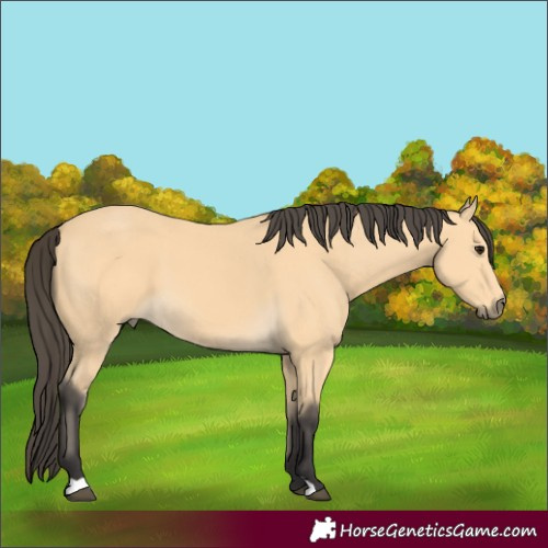 Horse Color:Buckskin 