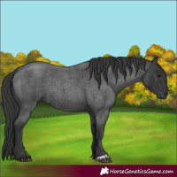 Horse Color:Blue Roan 