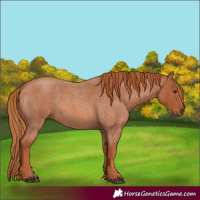 Horse Color:Red Roan 