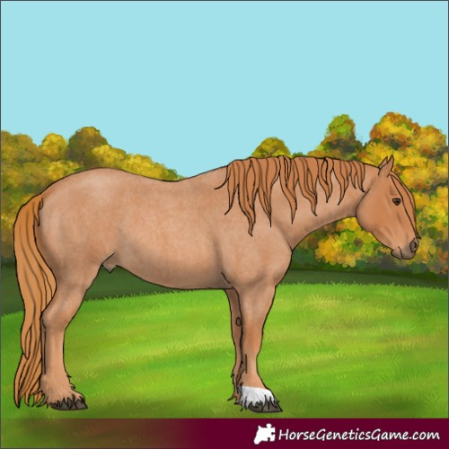 Horse Color:Unknown 
