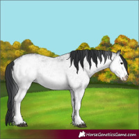 Horse Color:White Spotted Black 