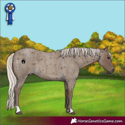 Horse Color:Silver Smoky Blue Roan 