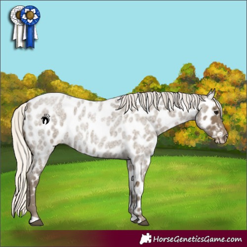 Horse Color:Silver Smoky Blue Roan Appaloosa 