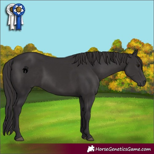 Horse Color:Smoky Black 