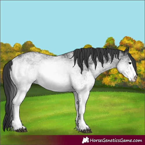 Horse Color:White Spotted Black 