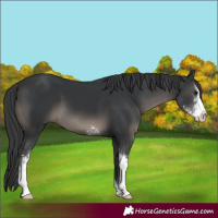 Horse Color:Black Sabino 
