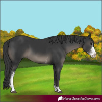 Horse Color:Black Sabino 