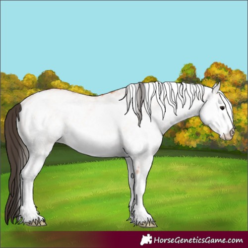Horse Color:White Spotted Bay 