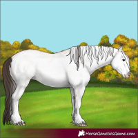 Horse Color:White Spotted Bay 