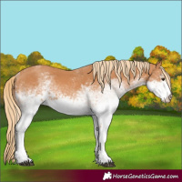 Horse Color:White Spotted Chestnut 