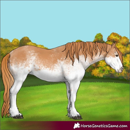 Horse Color:White Spotted Chestnut 