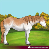Horse Color:White Spotted Chestnut 