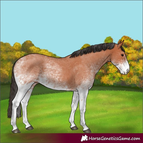 Horse Color:White Spotted Bay Roan 