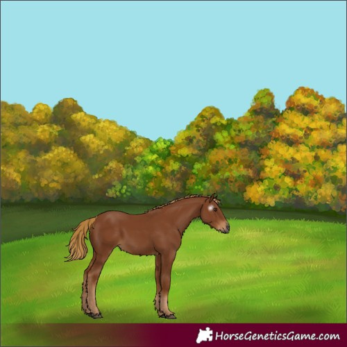 Horse Color:Gray Chestnut