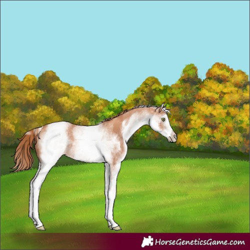 Horse Color:White Spotted Gold Champagne Rabicano