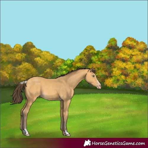 Horse Color:Amber Cream Champagne Sabino 