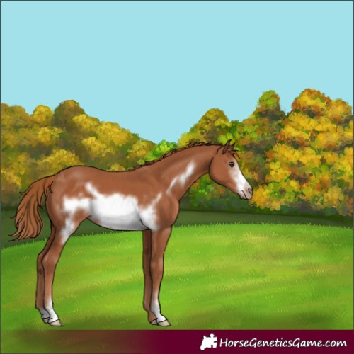 Horse Color:Chestnut Sabino Frame 