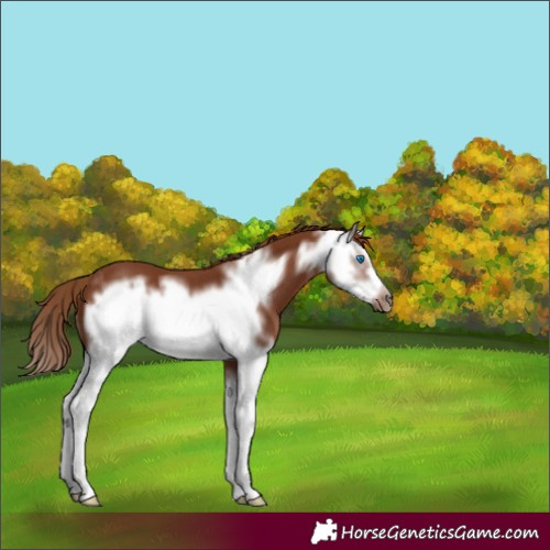 Horse Color:Chestnut Splash Frame 