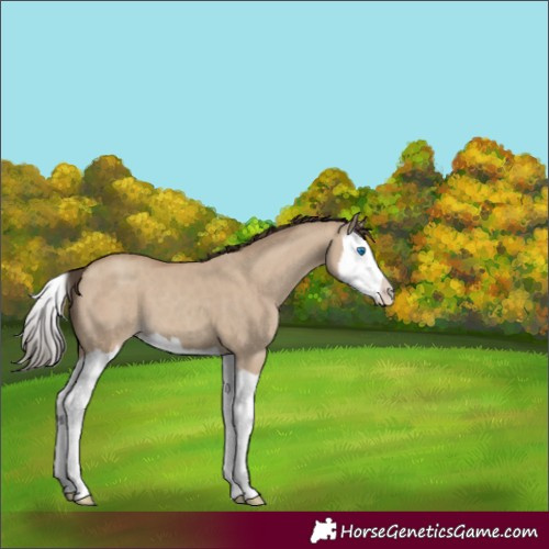 Horse Color:Classic Champagne Dun Splash 
