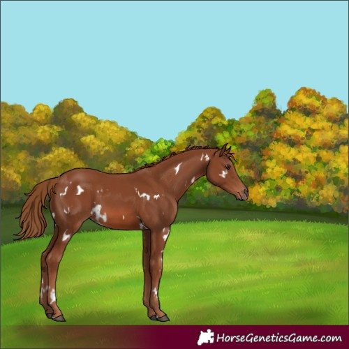 Horse Color:White Spotted Chestnut 