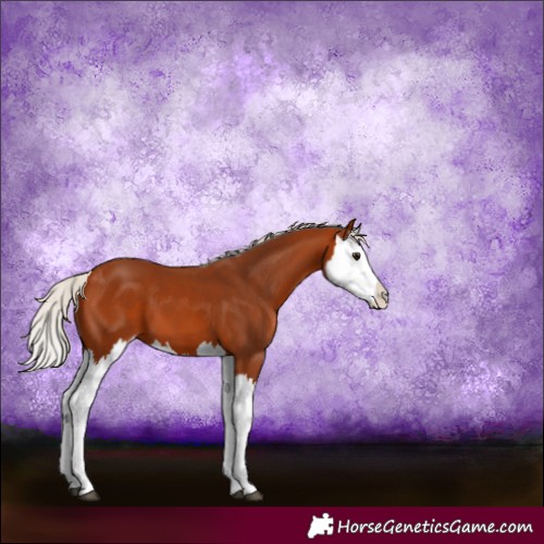 Horse Color:Silver Bay Sabino Splash 