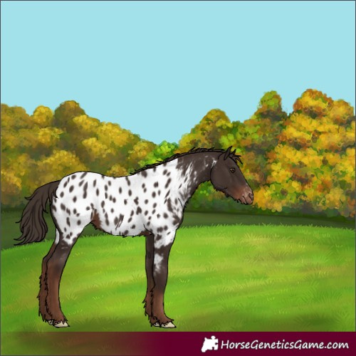 Horse Color:Liver Chestnut Appaloosa 