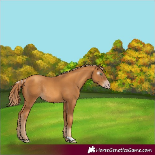 Horse Color:Gray Gold Champagne Rabicano