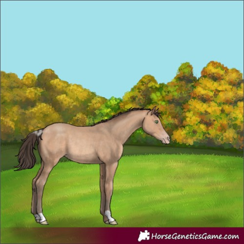 Horse Color:Amber Champagne Rabicano 