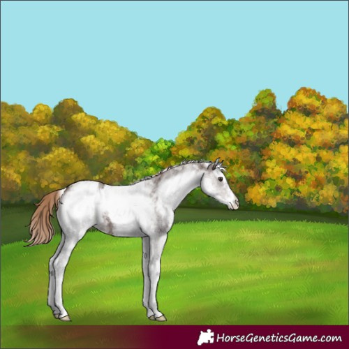 Horse Color:White Spotted Liver Chestnut Appaloosa 