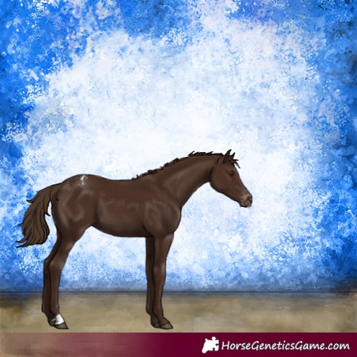 Horse Color:Gray Chestnut Appaloosa 
