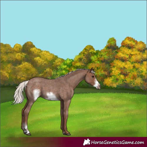 Horse Color:Silver Blue Roan Sabino Frame 