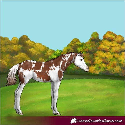 Horse Color:White Spotted Chestnut Splash