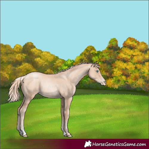 Horse Color:Gold Champagne Pearl Rabicano 