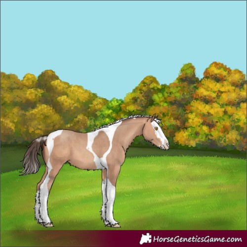 Horse Color:Amber Champagne Sabino Splash Tobiano 