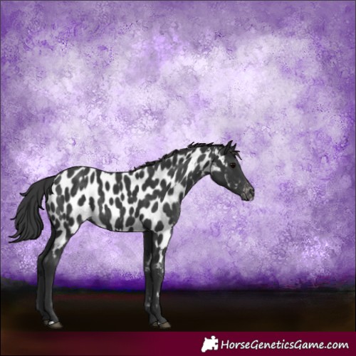 Horse Color:Black Appaloosa Rabicano 