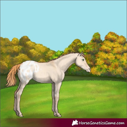 Horse Color:Gold Champagne Dun Appaloosa