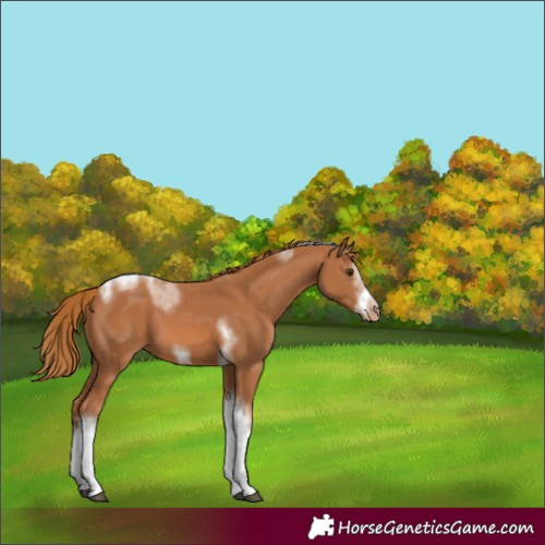 Horse Color:Chestnut Sabino Tobiano Frame Appaloosa 