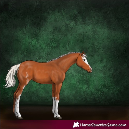 Horse Color:White Spotted Silver Bay Sabino 