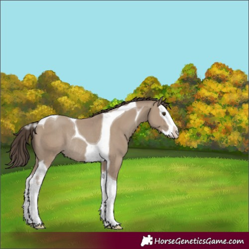 Horse Color:Classic Champagne Splash Tobiano Rabicano 
