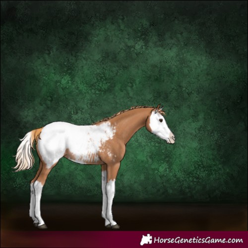 Horse Color:Chestnut Splash Appaloosa Rabicano 