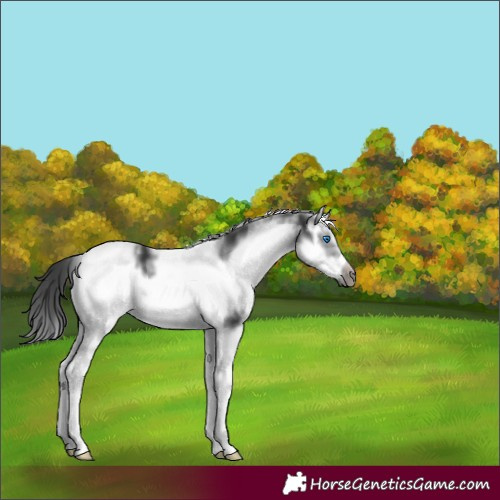 Horse Color:White Spotted Black Splash Frame 