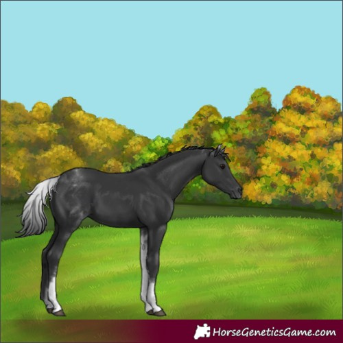 Horse Color:White Spotted Black 