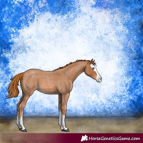 Horse Color:Red Roan Sabino Splash 