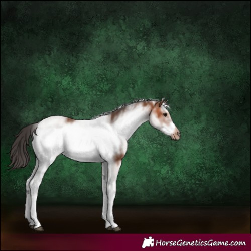 Horse Color:White Spotted Bay Frame