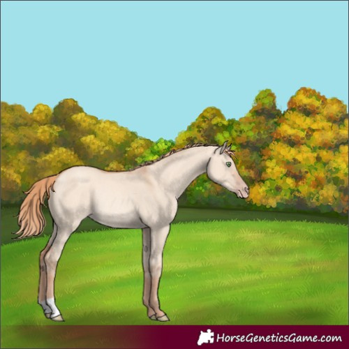 Horse Color:Gold Champagne Dun Rabicano 