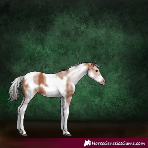 Horse Color:White Spotted Bay Splash Tobiano Frame 