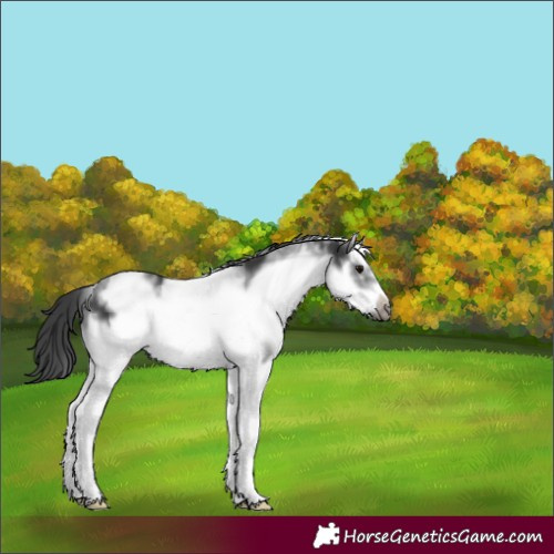 Horse Color:White Spotted Black Splash Frame Appaloosa 