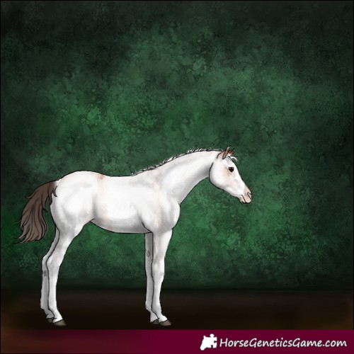Horse Color:White Spotted Bay 